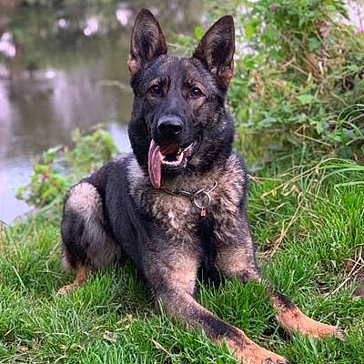 Dakota is registered to the contest to win money with this photo: canidae, carnivore, companion_dog, dog, dog_breed, grass, herding_dog, liver, plant, snout, sporting_group, terrestrial_animal, water, working_animal, working_dog