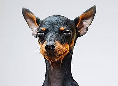 Pinkie is registered to the contest to win money with this photo: canidae, carnivore, companion_dog, dog, dog_breed, ear, fawn, fur, guard_dog, hunting_dog, pinscher, prazsky_krysarik, snout, sporting_group, toy_dog, whiskers, working_animal, working_dog