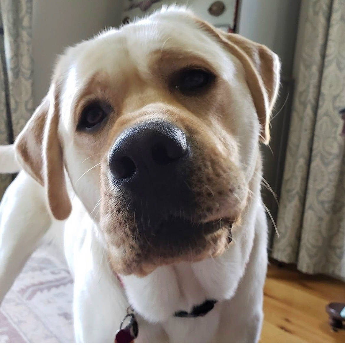 Huck is registered to the contest to win money with this photo: canidae, carnivore, collar, companion_dog, curtain, dog, dog_breed, dog_collar, ear, fawn, fur, giant_dog_breed, hunting_dog, non_sporting_group, puppy, puppy_love, sporting_group, terrestrial_animal, whiskers, working_animal