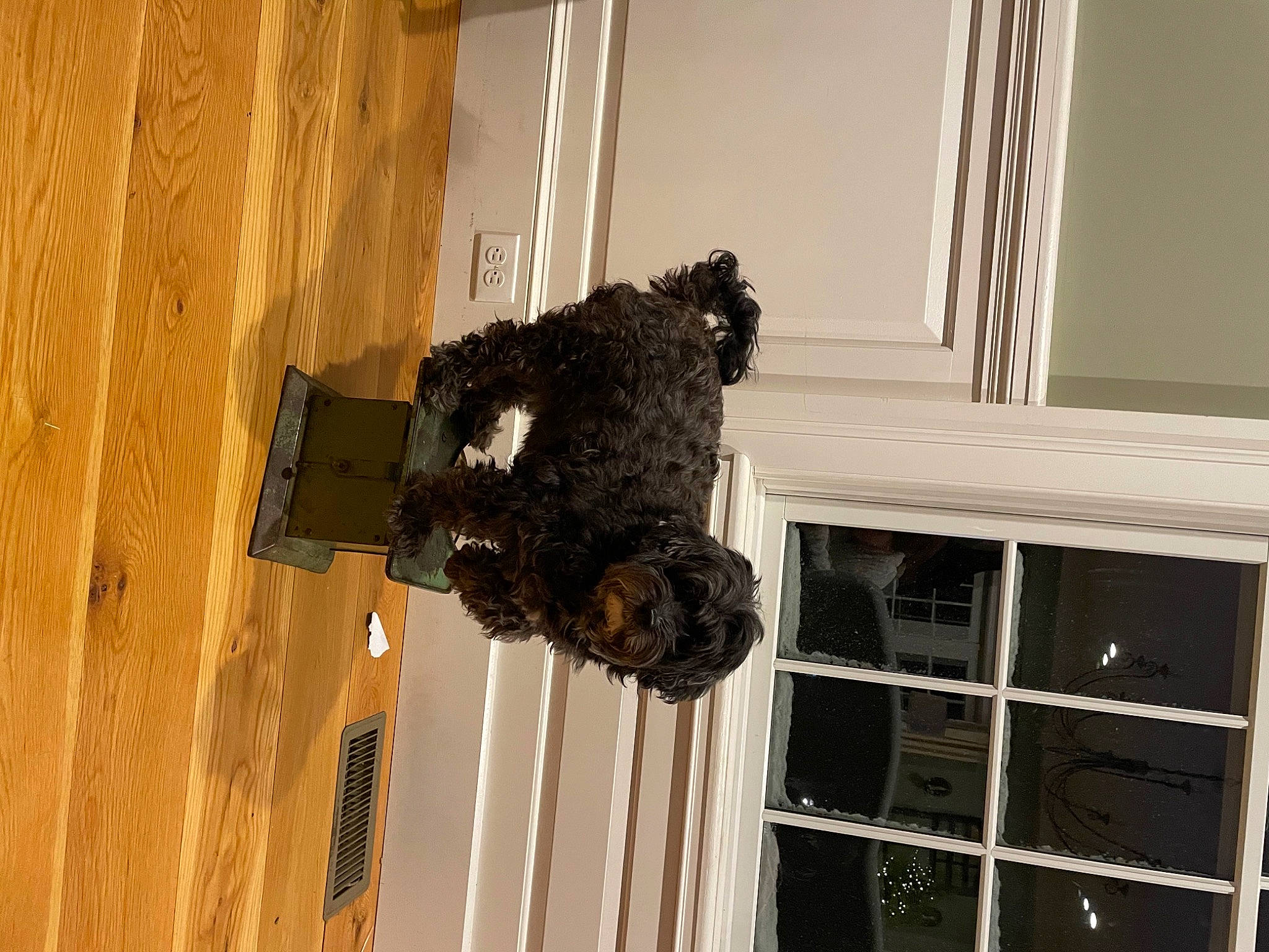 Teddy joined the competition — help win amazing prizes! flooring, fur, hardwood, natural_material, pattern, plywood, room, sash_window, varnish, window, wood, wood_stain