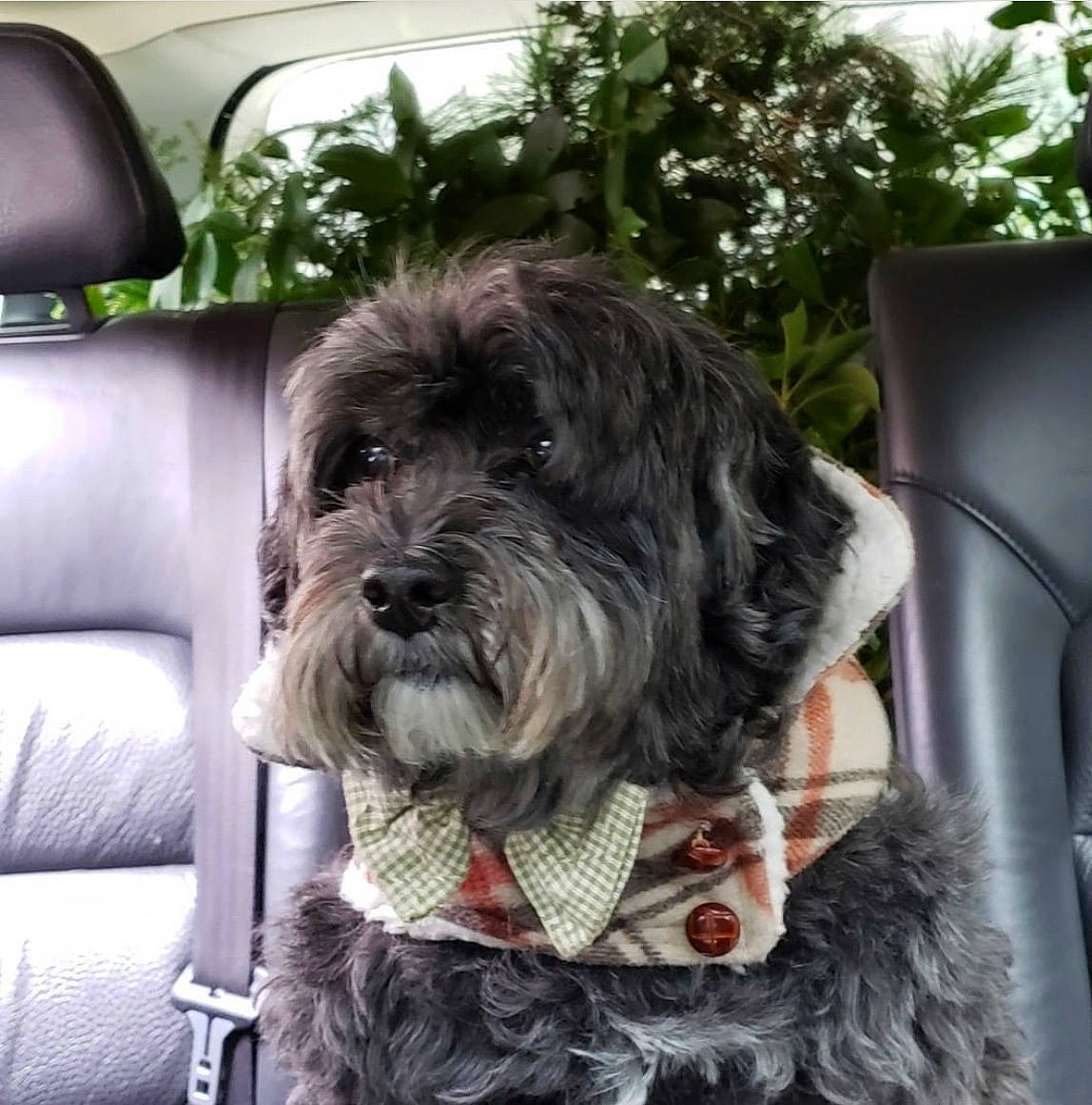 Teddy is registered to the contest to win money with this photo: biewer_terrier, carnivore, collar, companion_dog, dog, dog_breed, dog_collar, dog_supply, fur, liver, plant, poodle_crossbreed, puppy_love, schnauzer, small_terrier, sporting_group, terrier, toy_dog, water_dog, working_animal