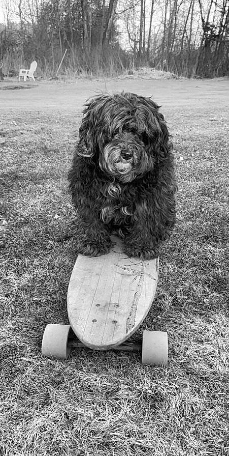 Teddy joined the competition — help win amazing prizes! art, canidae, carnivore, companion_dog, dog, dog_breed, fur, giant_dog_breed, grass, monochrome, monochrome_photography, non_sporting_group, snout, sporting_group, style, terrestrial_animal, water_dog, white, working_animal, working_dog