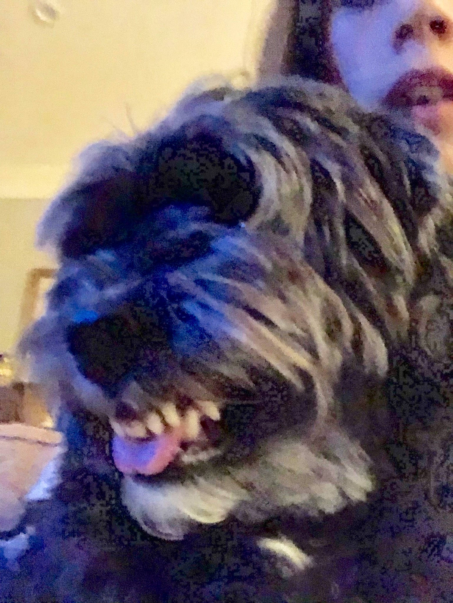 Teddy is registered to the contest to win money with this photo: beard, canidae, carnivore, companion_dog, dog_breed, felidae, fur, liver, mammal, nose, purple, selfie, small_terrier, snout, sporting_group, terrier, toy_dog, whiskers, wool, yawn