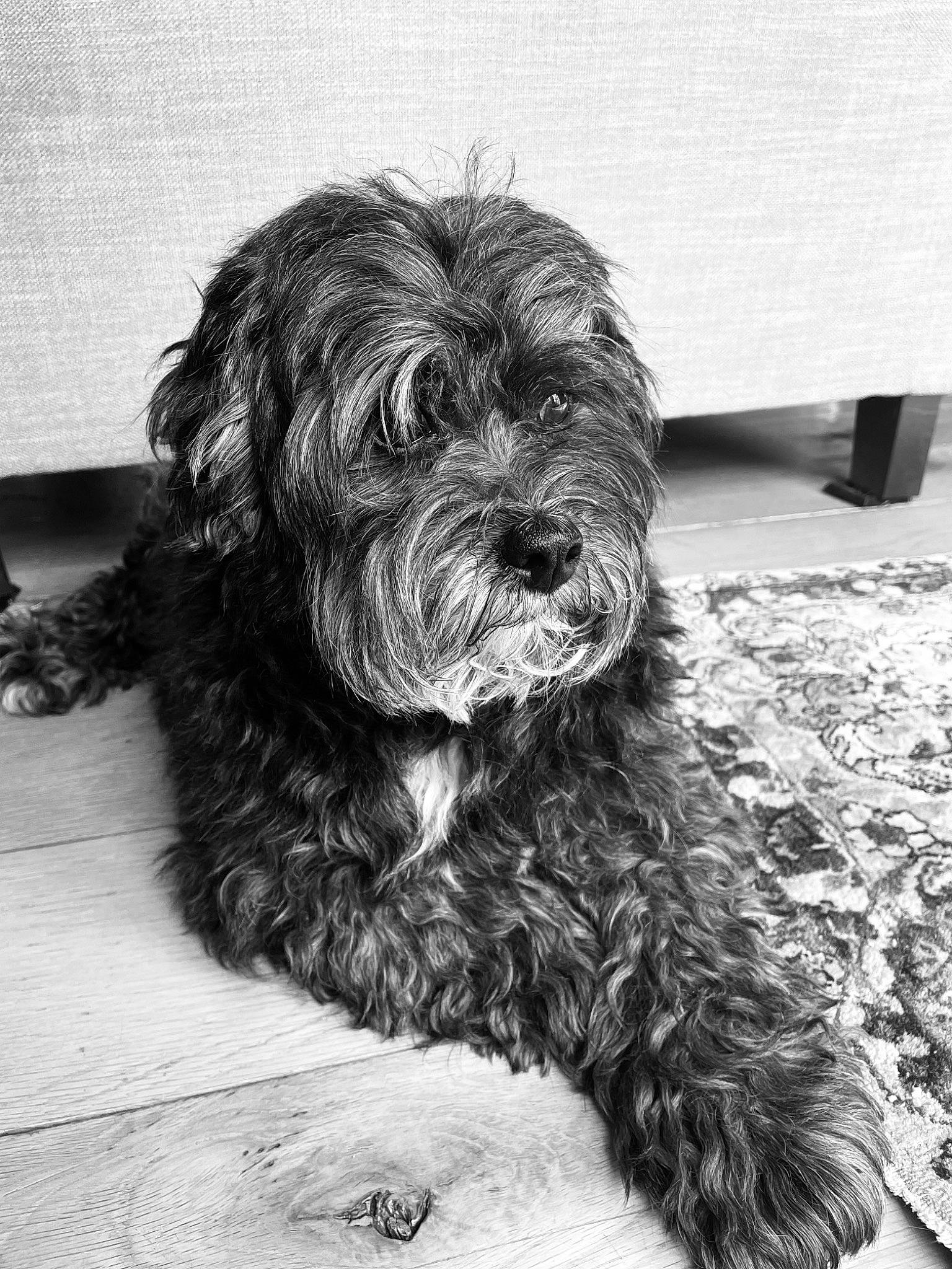 Teddy joined the competition — help win amazing prizes! automotive_tire, black_and_white, carnivore, companion_dog, dog, dog_breed, fur, liver, monochrome, monochrome_photography, shih_poo, small_terrier, snout, sporting_group, style, terrier, toy_dog, water_dog, working_animal, yorkipoo