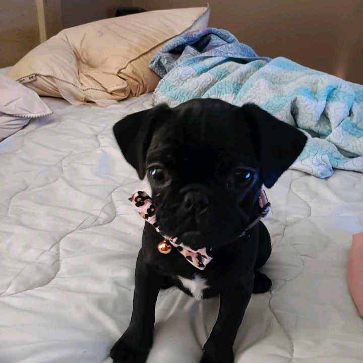 Raven joined the competition — help win amazing prizes! animal, bed, bedroom, blanket, boxer, bulldog, canine, cushion, dog, frenchbulldog, furniture, homedecor, indoors, interiordesign, person, pet, pitbull, pug, puppy, room