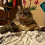 Nyla is registered to the contest to win money with this photo: cat, fluffy, gray_cat, bed, blanket, patterned_blanket, furniture, dresser, paintings, mushroom_paintings, indoor, cozy, relaxed, pet, animal, whimsical, cluttered_room, feline, household, fur