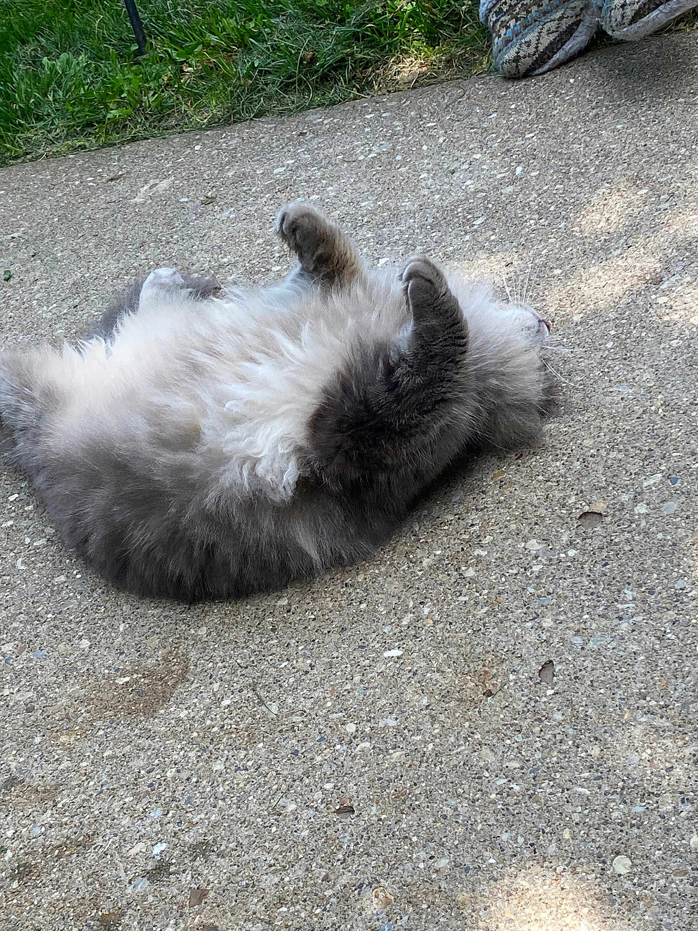 Nyla is registered to the contest to win money with this photo: cat, fluffy, gray, lying_down, outdoor, concrete, paws_up, relaxed, pet, animal, grass, slipper, fur, resting, cute, domestic_cat, whiskers, nature, sunlight, playful