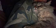 Nyla is registered to the contest to win money with this photo: cat, sleeping, person, camouflage, hoodie, cozy, indoor, closeup, pet, fur, tabby, relaxation, face, animal, companion, napping, warm, comfort, human, dark
