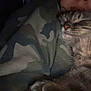 cat, sleeping, person, camouflage, hoodie, cozy, indoor, closeup, pet, fur, tabby, relaxation, face, animal, companion, napping, warm, comfort, human, dark