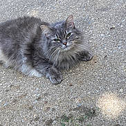 Nyla joined the competition — help win amazing prizes! cat, gray_cat, fluffy_cat, green_eyes, outdoor, concrete, animal, pet, feline, resting, cute, fur, whiskers, paw, mammal, nature, relaxed, small_animal, domestic_cat, laying_down