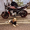Max participe au concours pour gagner de l'argent avec cette photo : dog, motorcycle, helmet, pavement, jacket, outdoor, fence, building, vehicle, pet, canine, street, black_jacket, wheels, tarmac, parked, leisure, animal, transportation, helmet_bag