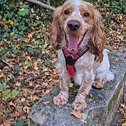 Max a rejoint le concours — aidez-le/la à gagner de superbes lots ! dog, animal, outdoor, forest, leaves, stone, bench, nature, happy, pet, brown, white, canine, fall, seasonal, greenery, moss, sitting, harness, tongue