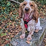 dog, animal, outdoor, forest, leaves, stone, bench, nature, happy, pet, brown, white, canine, fall, seasonal, greenery, moss, sitting, harness, tongue