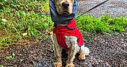 Max a rejoint le concours — aidez-le/la à gagner de superbes lots ! dog, red_jacket, snood, leash, outdoor, path, gravel, greenery, wet_ground, nature, furry, cute, pet, walking, animal, grass, plants, forest_edge, canine, young_dog