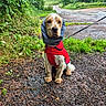 dog, red_jacket, snood, leash, outdoor, path, gravel, greenery, wet_ground, nature, furry, cute, pet, walking, animal, grass, plants, forest_edge, canine, young_dog