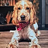 Max a rejoint le concours — aidez-le/la à gagner de superbes lots ! dog, bandana, pet, animal, indoor, wooden_floor, brown, white, fur, portrait, cute, calm, relaxed, mammal, ears, snout, paws, looking_at_camera, home, cozy