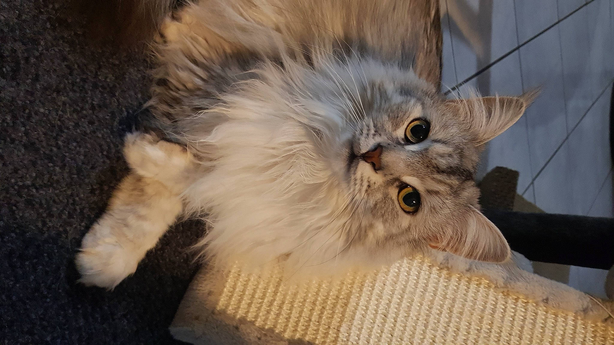 Pepete participe au concours pour gagner de l'argent avec cette photo : asian_semi_longhair, british_longhair, british_semi_longhair, carnivore, cat, claw, domestic_long_haired_cat, fawn, felidae, fur, kitten, mammal, norwegian_forest_cat, paw, persian, ragamuffin, siberian, small_to_medium_sized_cats, snout, whiskers