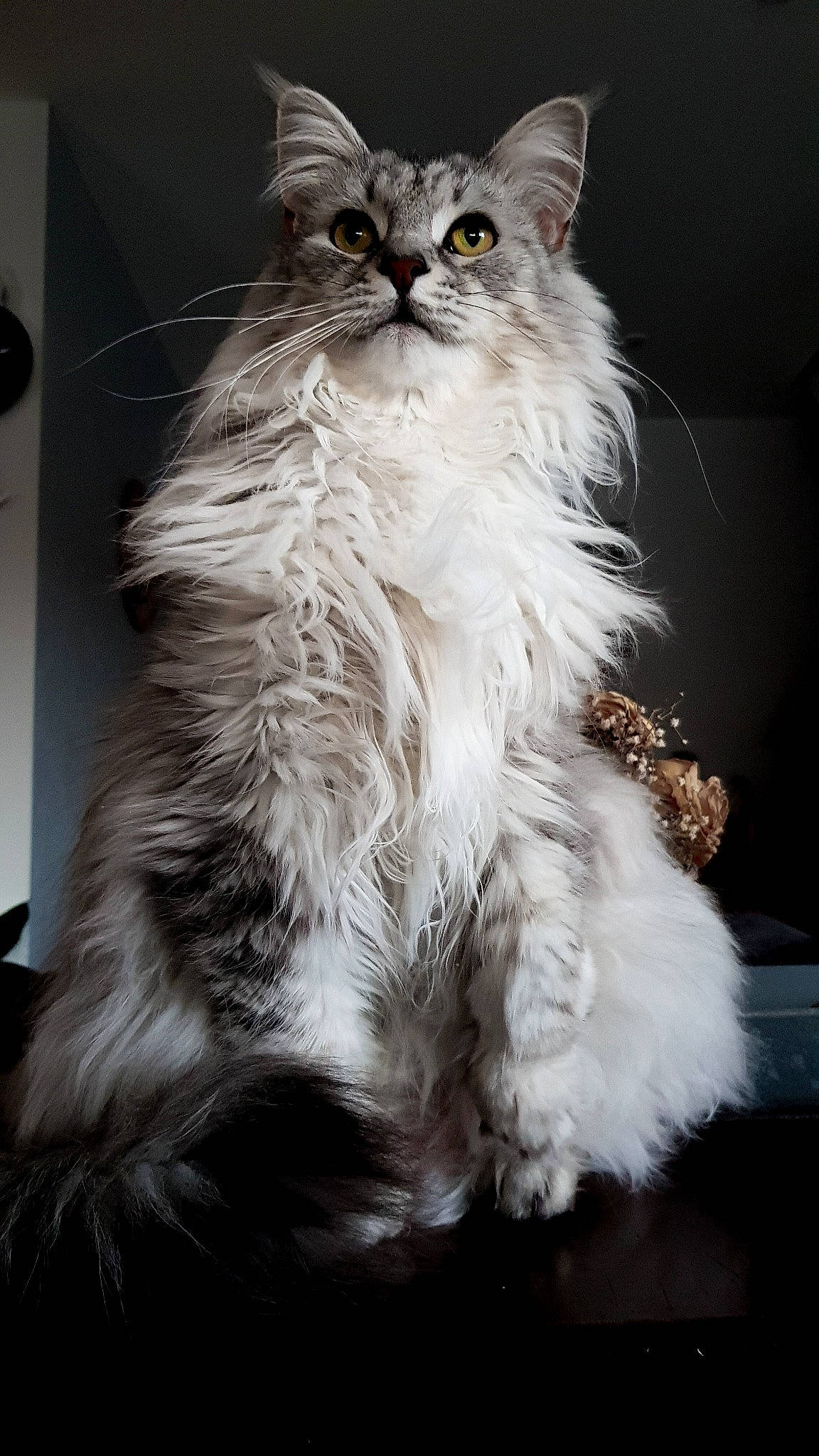 Pepete a rejoint le concours — aidez-le/la à gagner de superbes lots ! american_curl, asian_semi_longhair, british_longhair, british_semi_longhair, carnivore, cat, domestic_long_haired_cat, felidae, fur, kitten, maine_coon, mammal, napoleon_cat, norwegian_forest_cat, ragamuffin, ragdoll, siberian, small_to_medium_sized_cats, vertebrate, whiskers