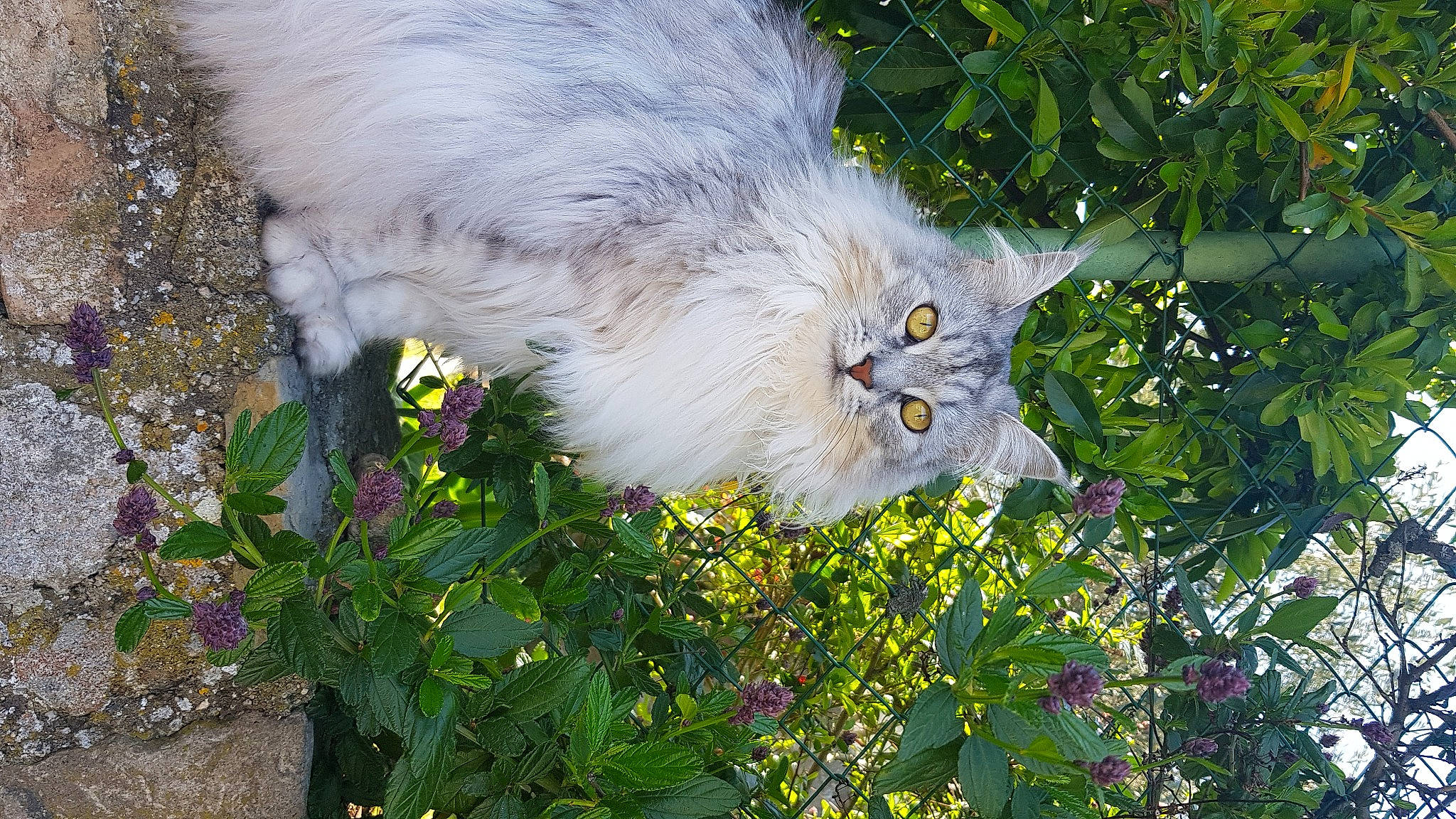 Pepete a rejoint le concours — aidez-le/la à gagner de superbes lots ! asian_semi_longhair, british_longhair, british_semi_longhair, carnivore, cat, domestic_long_haired_cat, fawn, felidae, flower, grass, herbaceous_plant, norwegian_forest_cat, persian, plant, ragamuffin, siberian, small_to_medium_sized_cats, turkish_angora, whiskers, wildflower
