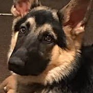 Kane joined the competition — help win amazing prizes! alert, animal, black, brown, canine, close_up, companion, cute, dog, domestic_animal, ears, face, friend, fur, german_shepherd, indoor, looking, pet, portrait, young