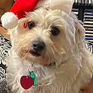 Carmen Ovalle is registered to the contest to win money with this photo: animal, arm, cds, close_up, collar, companion, cozy, curious, cute, dog, festive, fluffy, heart_tag, holiday, indoor, person, pet, santa_hat, shelf, white_dog
