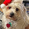 animal, arm, cds, close_up, collar, companion, cozy, curious, cute, dog, festive, fluffy, heart_tag, holiday, indoor, person, pet, santa_hat, shelf, white_dog