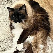 Millhouse is registered to the contest to win money with this photo: animal, black, brown, cat, cute, domestic, feline, floor, fluffy, indoor, long_hair, looking, lying_down, mammal, pet, portrait, relaxed, rug, whiskers, white