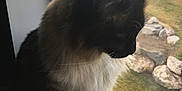 Millhouse is registered to the contest to win money with this photo: cat, curious, domestic_cat, feline, fluffy, house, indoor, long_hair, natural_light, outdoor_view, pet, quiet, rocky_garden, side_profile, sitting, thoughtful, whiskers, white_paws, window, windowsill