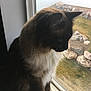 cat, curious, domestic_cat, feline, fluffy, house, indoor, long_hair, natural_light, outdoor_view, pet, quiet, rocky_garden, side_profile, sitting, thoughtful, whiskers, white_paws, window, windowsill