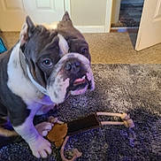 Benji joined the competition — help win amazing prizes! bulldog, puppy, dog, toy, rope_toy, carpet, indoor, pet, animal, cute, playing, sitting, close_up, floor, doorway, white_wall, expression, looking_up, paw, cozy