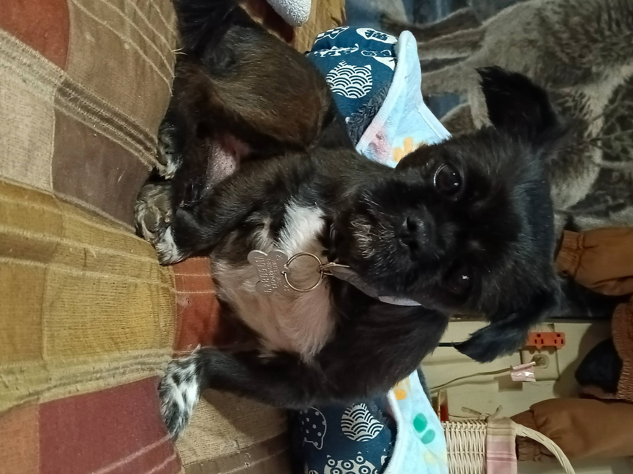 Simba joined the competition — help win amazing prizes! canidae, carnivore, claw, comfort, companion_dog, dog_breed, ear, felidae, fur, natural_material, small_to_medium_sized_cats, snout, sporting_group, tail, whiskers, working_animal