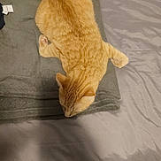 Simba participe au concours pour gagner de l'argent avec cette photo : cat, ginger_cat, blanket, bed, gray_blanket, fur, indoor, sleeping, resting, cozy, pet, animal, feline, orange_fur, relaxing, home, carpet, pattern, soft_texture, quiet