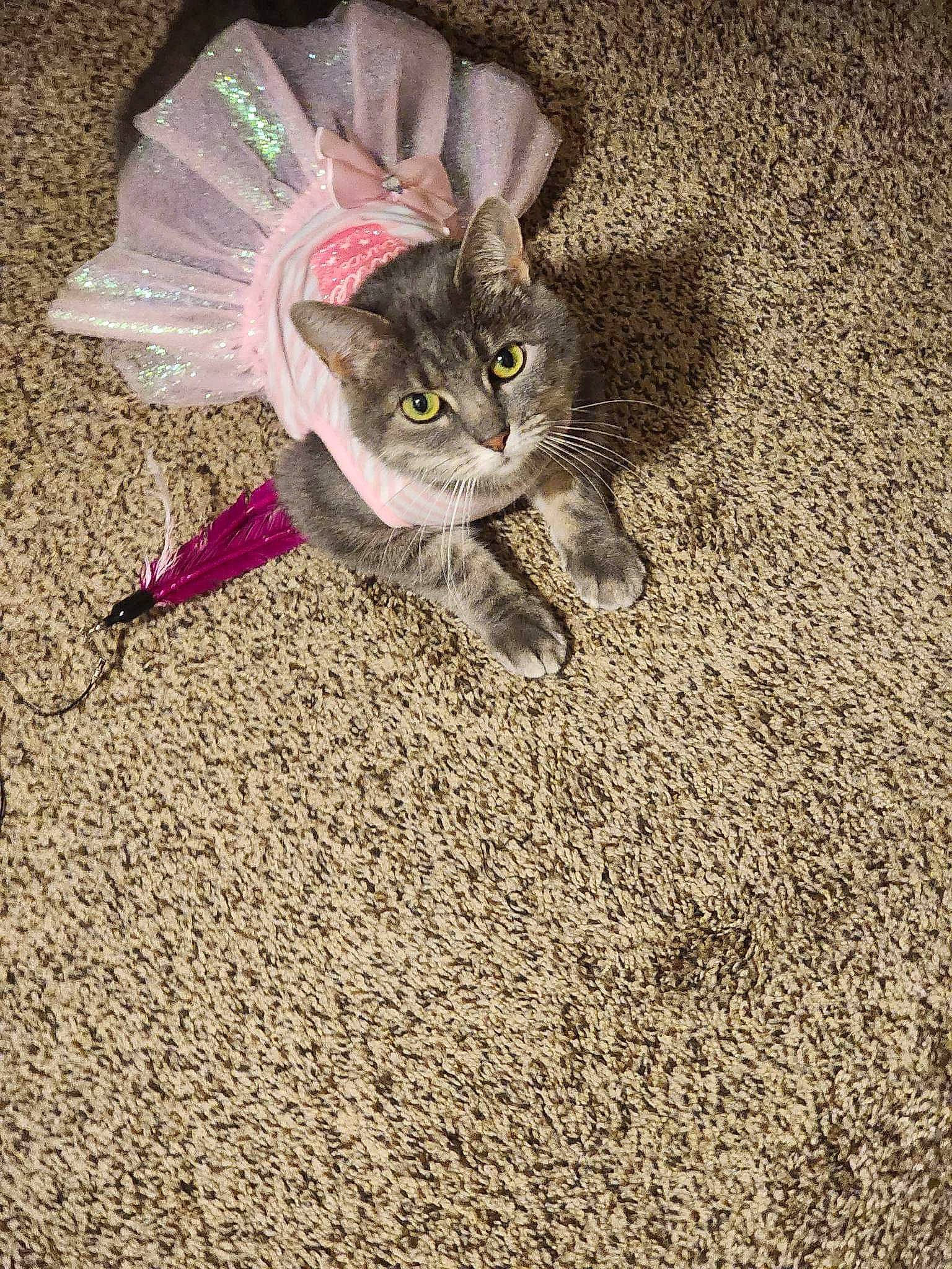 Jade is registered to the contest to win money with this photo: carnivore, cat, cat_toy, claw, domestic_short_haired_cat, eye, fawn, felidae, flooring, foot, fur, glasses, paw, petal, plant, small_to_medium_sized_cats, snout, soil, tail, whiskers