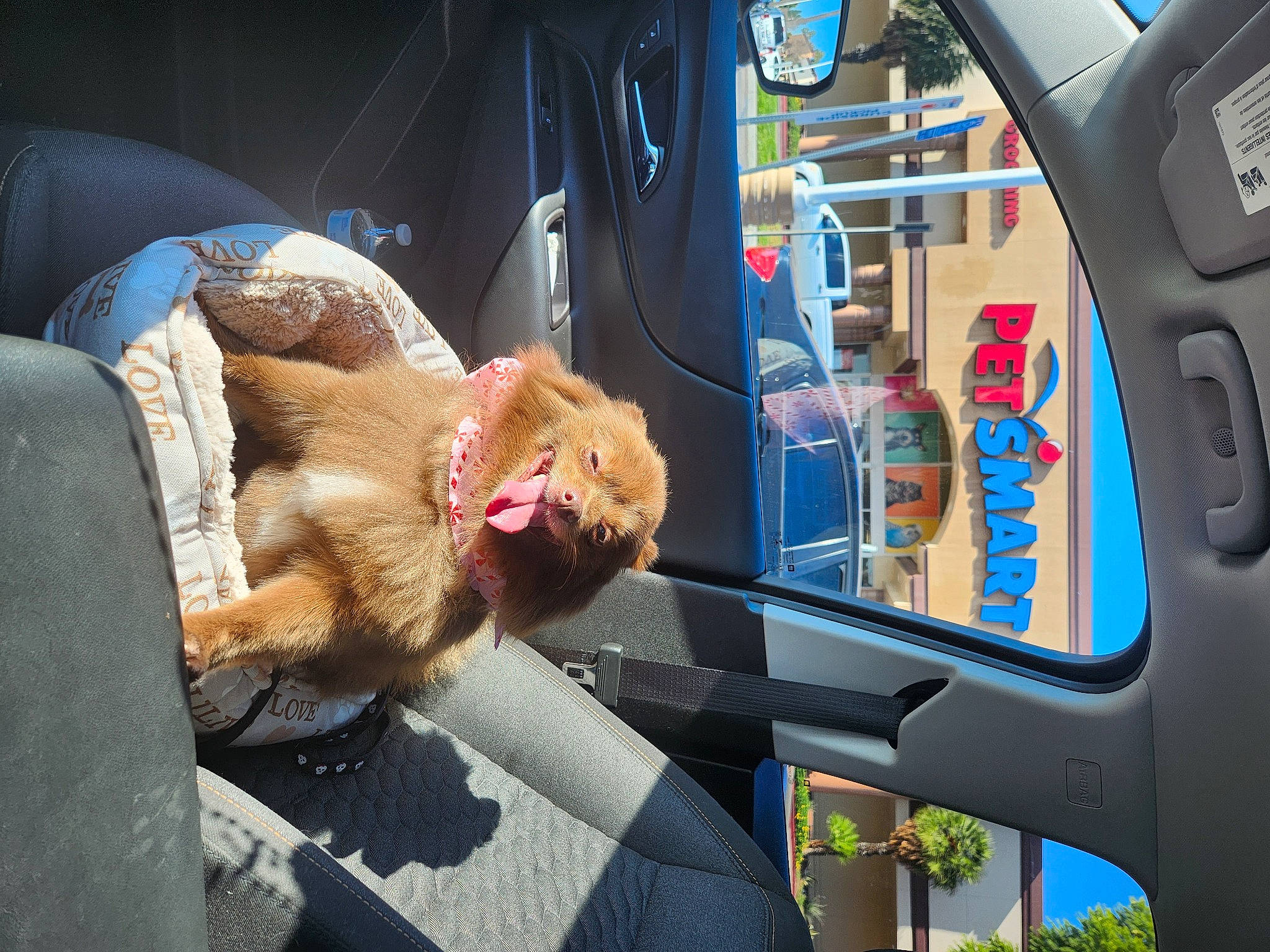 Gigi is registered to the contest to win money with this photo: auto_part, automotive_design, automotive_exterior, automotive_mirror, automotive_window_part, car, car_seat, electric_blue, family_car, felidae, fun, fur, machine, motor_vehicle, passenger, rear_view_mirror, transport, vehicle, vehicle_door, windshield