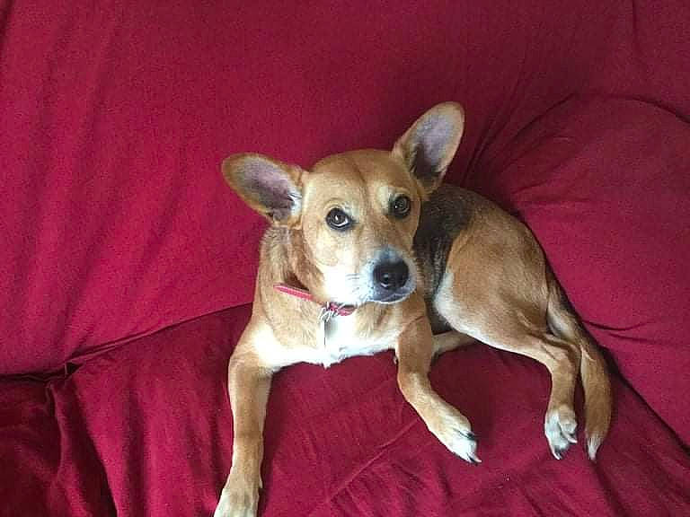 Sparky joined the competition — help win amazing prizes! canidae, carnivore, chihuahua, comfort, companion_dog, corgi_chihuahua, couch, dog, dog_breed, dog_supply, ear, fawn, fur, non_sporting_group, paw, russkiy_toy, sporting_group, toy_dog, whiskers, working_animal