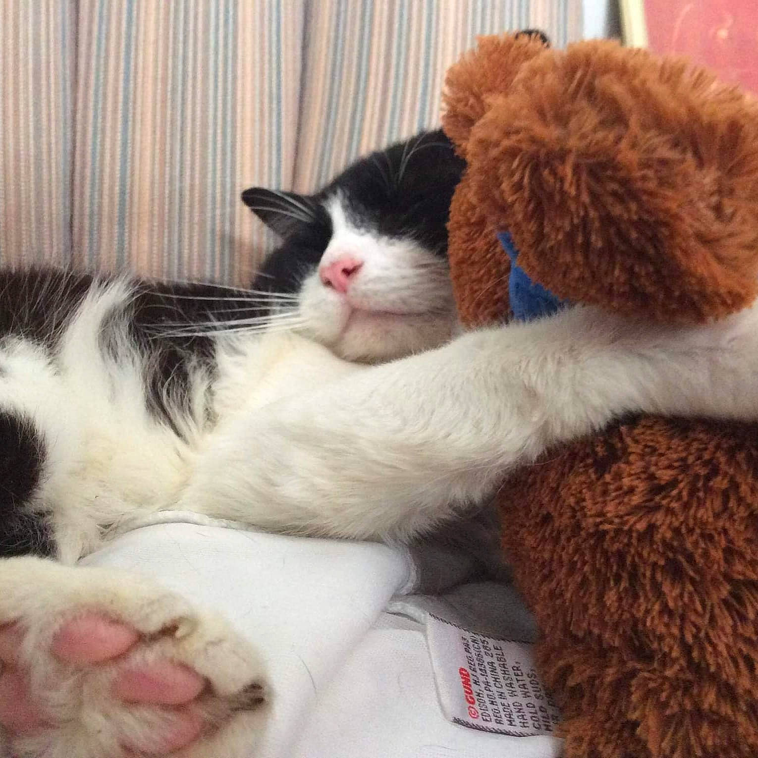 Herman is registered to the contest to win money with this photo: carmine, carnivore, cat, claw, comfort, domestic_short_haired_cat, felidae, fur, lap, linens, mammal, nap, paw, sleep, small_to_medium_sized_cats, snout, tail, vertebrate, whiskers, wool