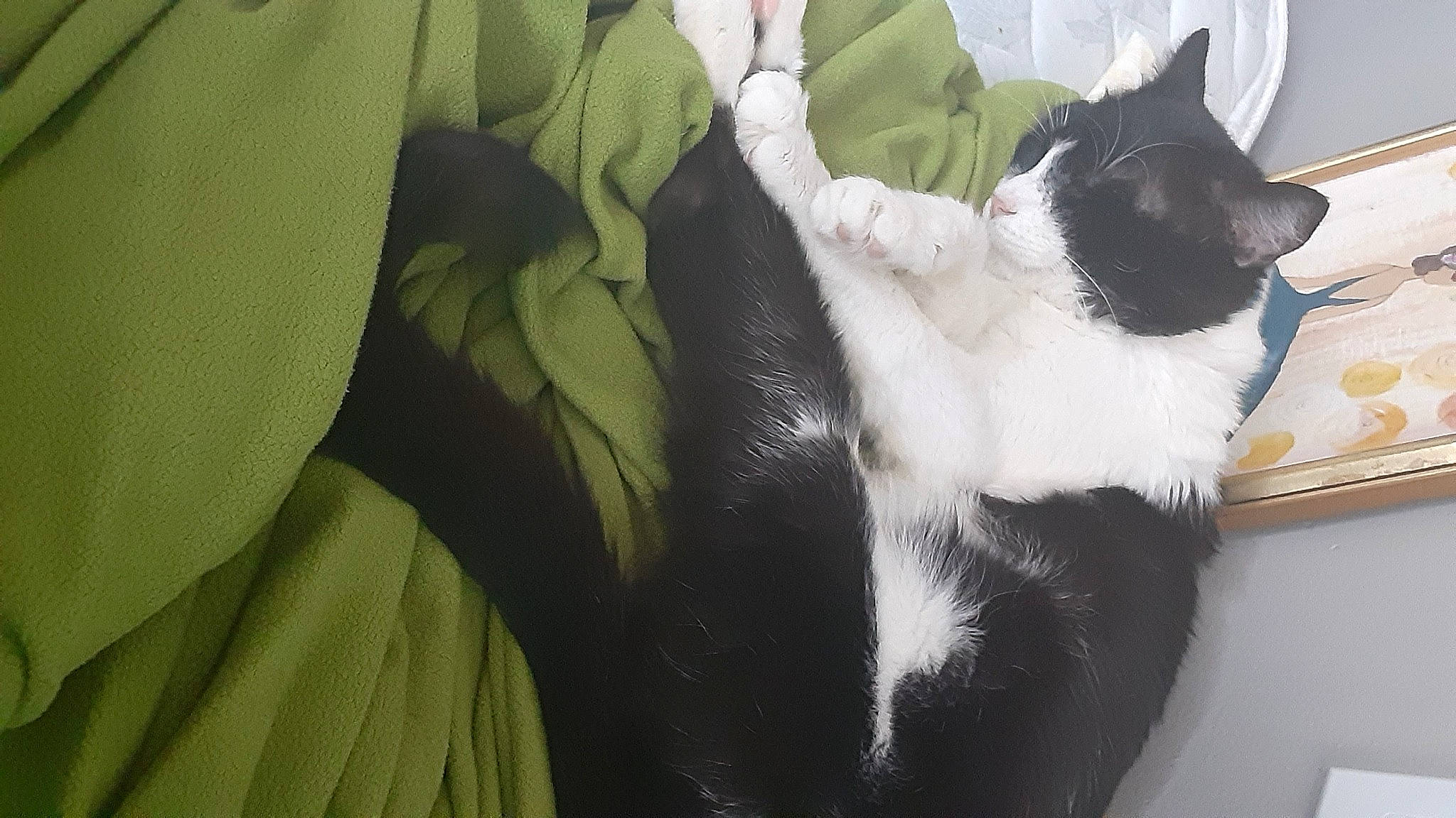 Herman is registered to the contest to win money with this photo: black_cat, box, canidae, carnivore, cat, comfort, domestic_short_haired_cat, felidae, formal_wear, fur, lap, leg, paw, plant, small_to_medium_sized_cats, snout, tail, whiskers