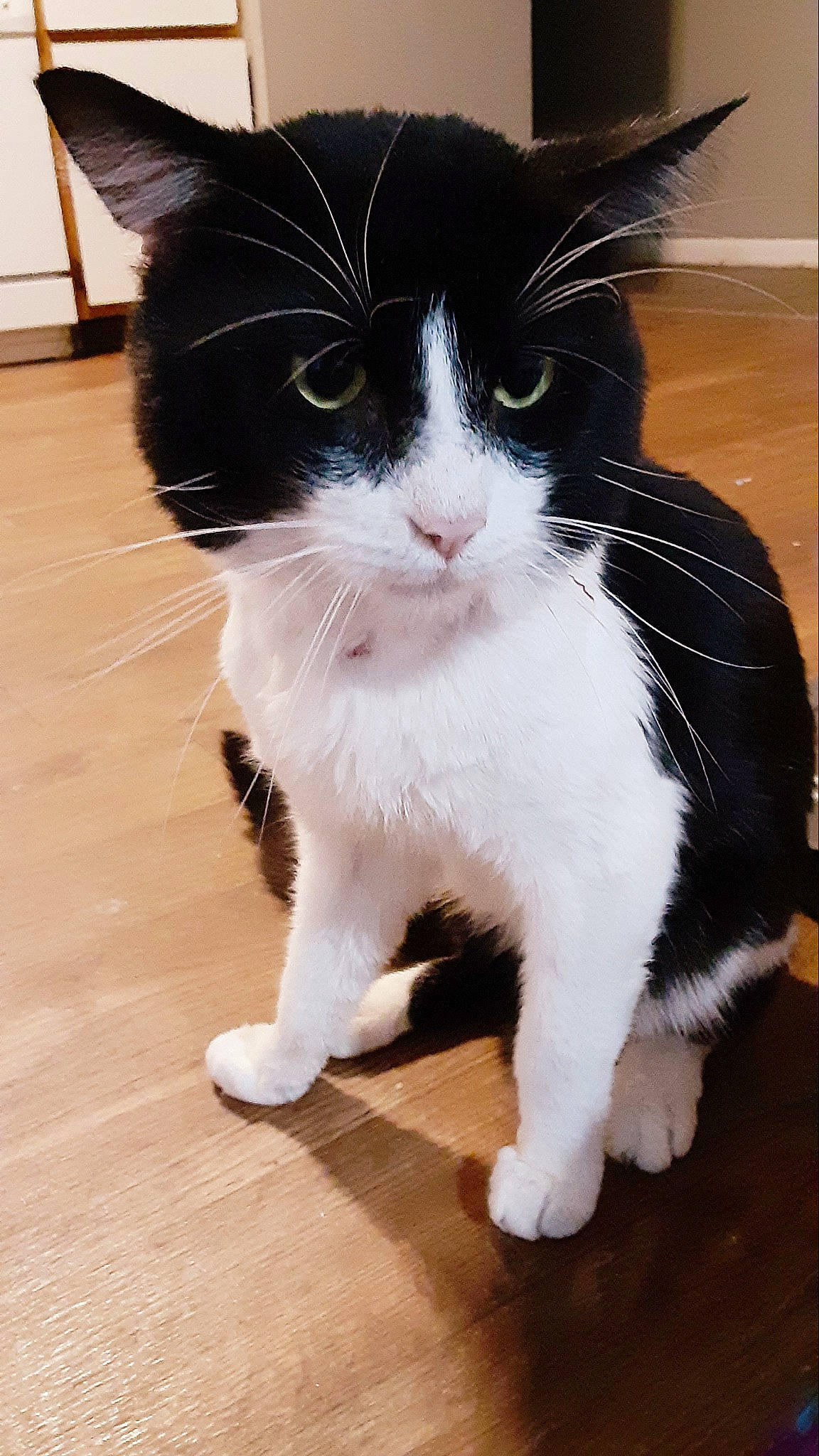 Herman joined the competition — help win amazing prizes! carnivore, cat, claw, domestic_short_haired_cat, felidae, flooring, foot, formal_wear, fur, hardwood, paw, sitting, small_to_medium_sized_cats, snout, tail, whiskers, wood, wood_flooring