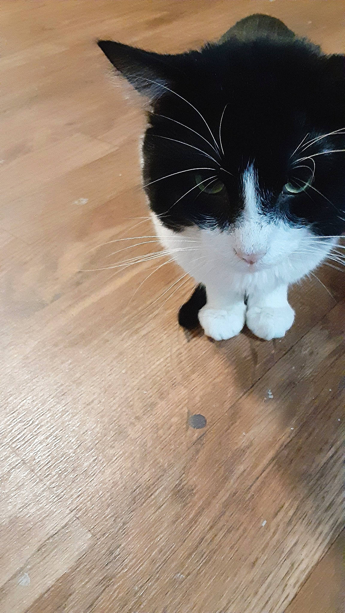 Herman is registered to the contest to win money with this photo: carnivore, cat, eye, fawn, felidae, floor, flooring, foot, hardwood, iris, laminate_flooring, leg, paw, small_to_medium_sized_cats, snout, tail, whiskers, wood, wood_flooring, wood_stain