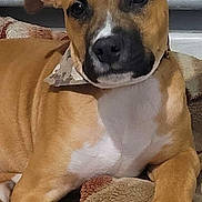 Tabasco participe au concours pour gagner de l'argent avec cette photo : dog, pet, brown_dog, white_markings, bandana, blanket, indoor, cozy, relaxed, paw, snout, ears, fur, animal, companion, cute, portrait, laying_down, domestic_animal, canine