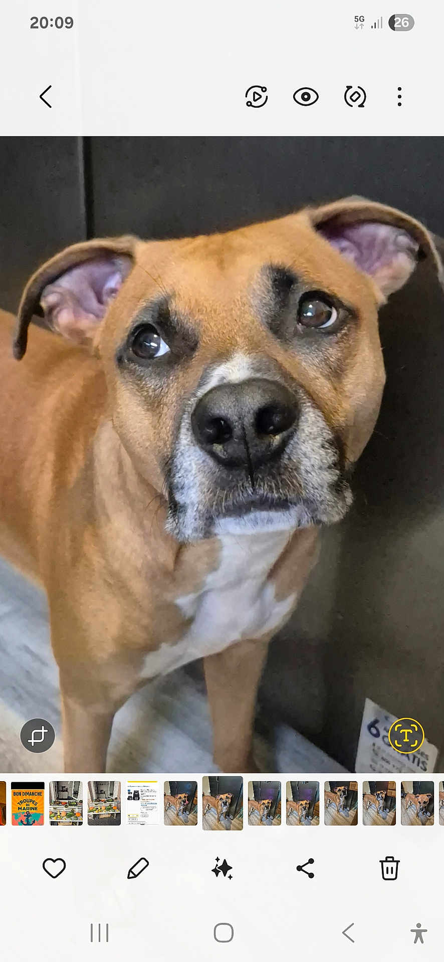 Tabasco a rejoint le concours — aidez-le/la à gagner de superbes lots ! dog, brown_dog, pet, indoor, close_up, canine, floor, looking_up, ears, fur, face, animal, domestic_animal, curious, portrait, companion, friendly, mammal, pet_portrait, household_pet