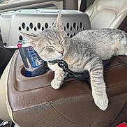 Echo joined the competition — help win amazing prizes! kitten, cat, sleeping, car_interior, leather_seat, armrest, pet_carrier, can, red_bull, gray_tabby, relaxed, domestic_animal, feline, resting, collar, seat, window, door, seatbelt, leash