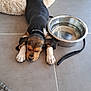 puppy, dog, sleeping, pet_bed, water_bowl, floor, collar, black_fur, brown_fur, white_paws, indoor, tile_floor, resting, cute, animal, canine, domestic_animal, young_dog, relaxed, sleepy