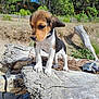 puppy, dog, outdoor, log, tree, forest, nature, sunlight, animal, young_dog, pet, brown, white, black, ears, collar, snout, paw, wood, sky