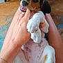 puppy, dog, hand, lap, playful, pet, cute, indoor, person, paw, nibble, fingers, legs, skin, footwear, slippers, floor, carpet, relaxing, domestic