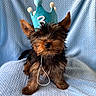 adorable, animal, black_and_brown, blanket, blue_crown, crown, cute, dog, ears, fur, indoor, number_three, pet, portrait, puppy, sitting, small_dog, textured_blanket, yorkshire_terrier, young