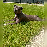 Sam a rejoint le concours — aidez-le/la à gagner de superbes lots ! dog, lawn, grass, outdoor, pet, sunlight, fence, flower_bed, canine, relaxed, animal, summer, nature, resting, garden, daytime, mammal, domestic_animal, quiet, backyard