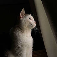 Jasper joined the competition — help win amazing prizes! animal, calm, cat, curious, domestic_cat, feline, fur, indoor, looking_out, natural_light, pet, portrait, quiet, shadow, side_profile, soft_light, still_life, whiskers, white_cat, window