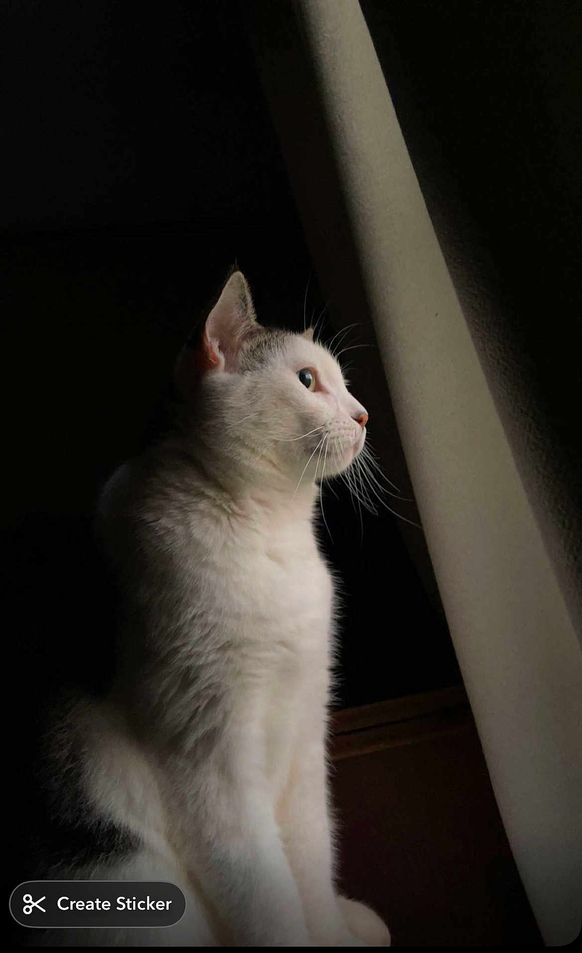 Jasper joined the competition — help win amazing prizes! animal, calm, cat, curious, domestic_cat, feline, fur, indoor, looking_out, natural_light, pet, portrait, quiet, shadow, side_profile, soft_light, still_life, whiskers, white_cat, window