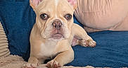 Aïko a rejoint le concours — aidez-le/la à gagner de superbes lots ! french_bulldog, puppy, dog, pet, couch, blanket, living_room, furniture, clock, ears, cute, canine, domestic_animal, indoors, cozy, relaxed, animal, beige, blue, portrait